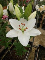 [4600 VZ W07 0226-02 No02.JPG]